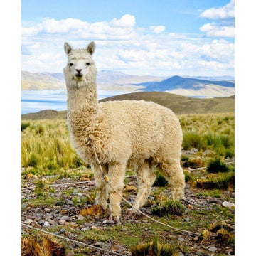 Diamond Paintings - Alpaca