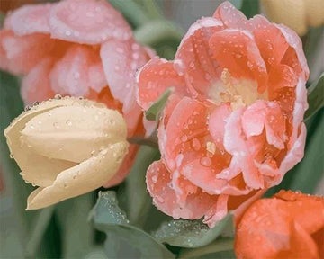 Paint by Numbers Kit - Dewdrops Tulip