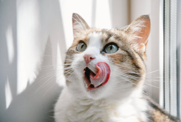 Diamond Paintings - Funny Cat