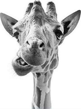 Paint by Numbers Kit - Funny Giraffe