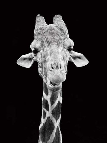 Paint by Numbers Kit - Giraffe Black And White Portrait