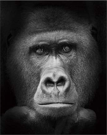 Paint by Numbers Kit - Gorilla Black And White