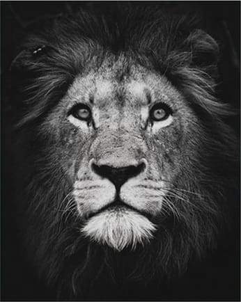 Paint by Numbers Kit - Lion Head Black And White