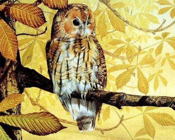 Paint by Numbers Kit - Pretty owl