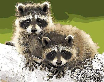 Paint by Numbers Kit - Raccoons