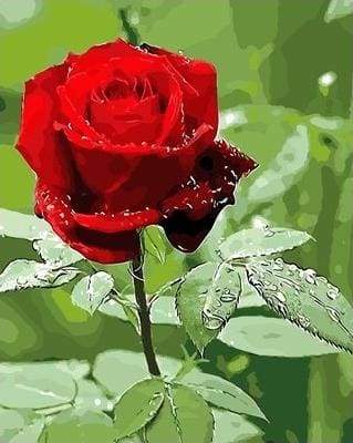 Paint by Numbers Kit - Red rose and Water Drop