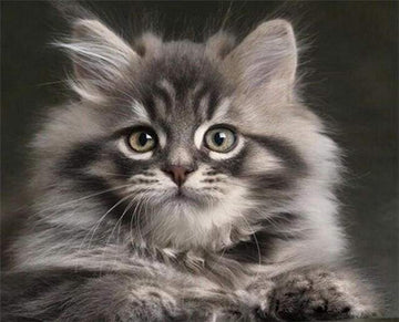 Paint by Numbers Kit - Small Cat