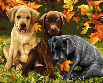 Paint by Numbers Kit - Three Dogs