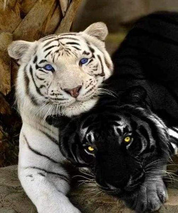 Paint by Numbers Kit - Tigers White And Black