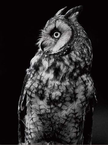 Paint by Numbers Kit - White Owl and Black