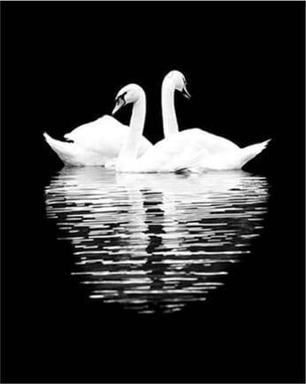 Paint by Numbers Kit - White Swans in the Night