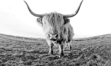 Paint by Numbers Kit - Yak Desert
