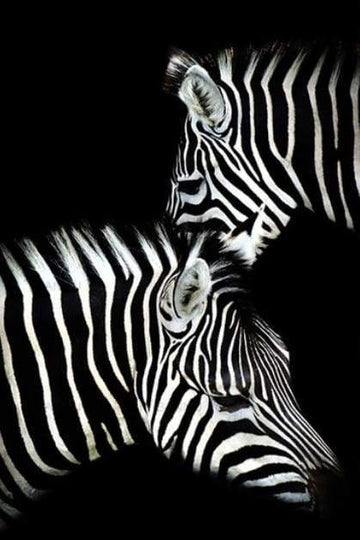 Paint by Numbers Kit - Zebra White And Black