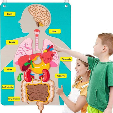 Human Body Anatomy Puzzle