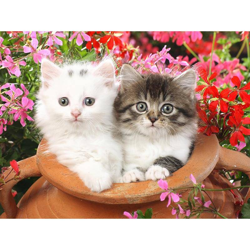 Diamond Paintings - 2 Lovely Kitten