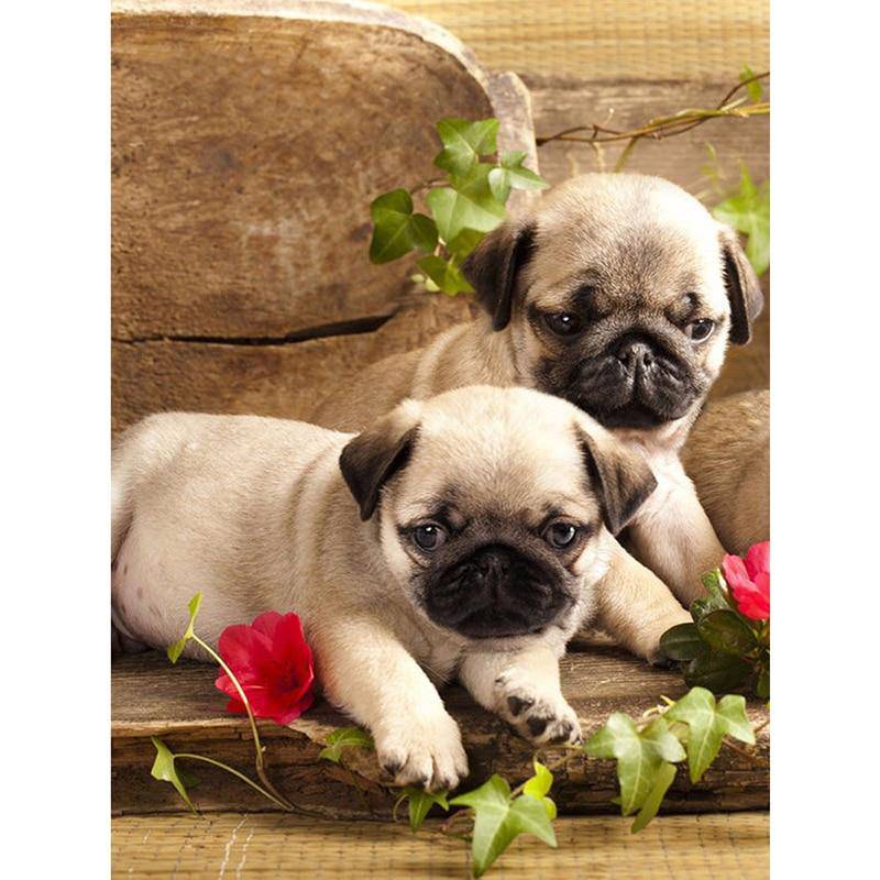 Diamond Paintings - 2 Pug Puppies