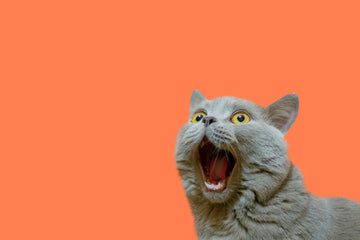 Diamond Paintings - A British Cat