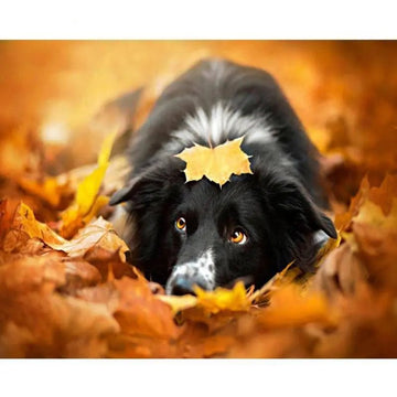 Paint by Numbers Kit - A Dog In Autumn