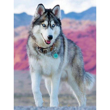 Diamond Paintings - A Husky Dog