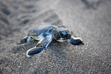 Diamond Paintings - Baby Tortoise