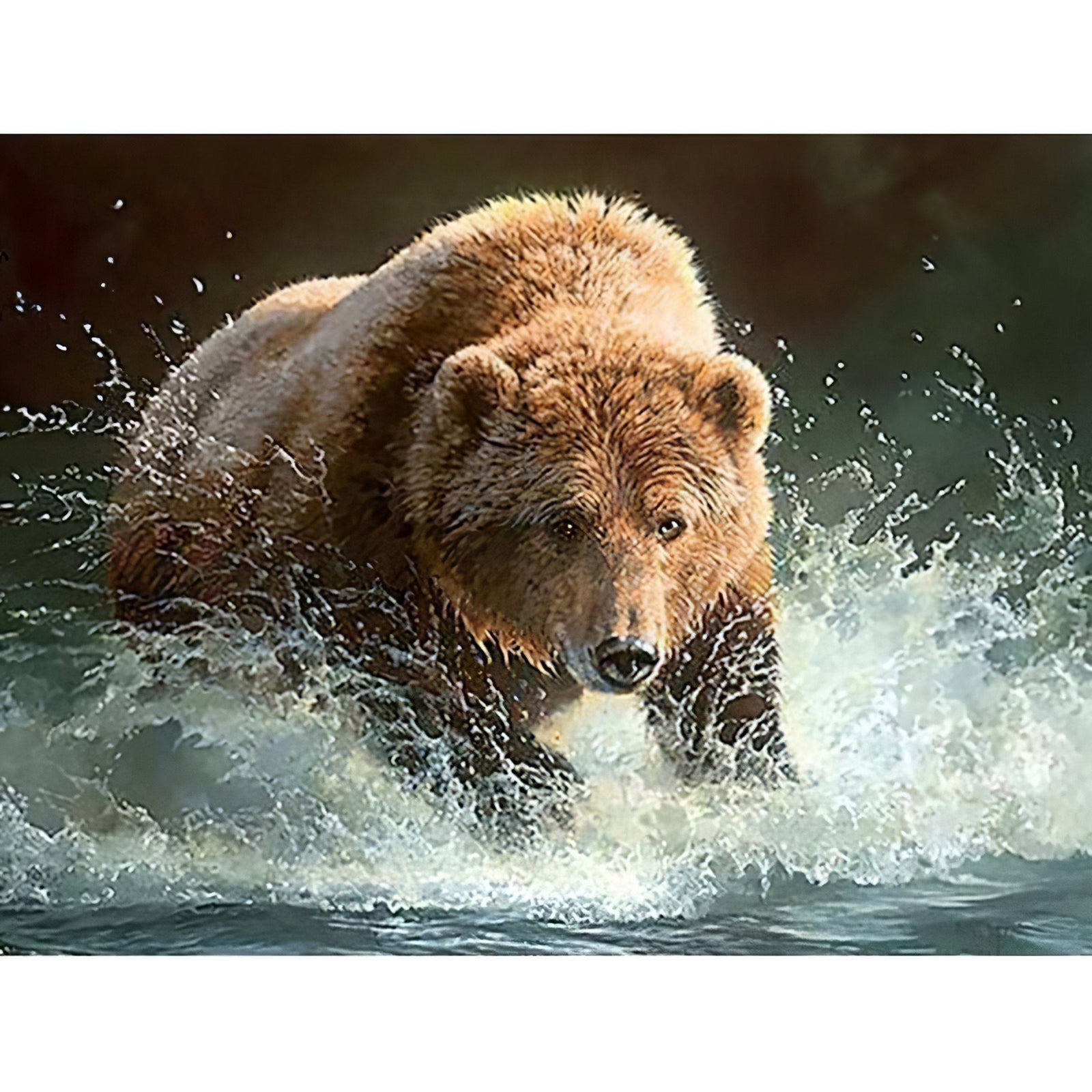 Diamond Paintings - Bear Drinking Water