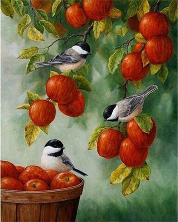 Paint by Numbers Kit - Birds On Red Apples