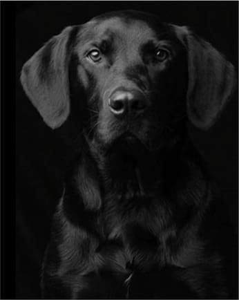 Paint by Numbers Kit - Black Dog Portrait