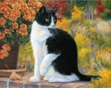 Paint by Numbers Kit - Black and White Cat