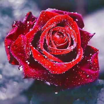 Diamond Paintings - Blooming Rose