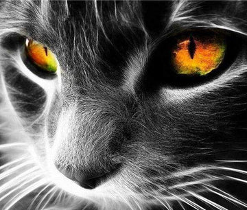 Paint by Numbers Kit - Cat Eyes