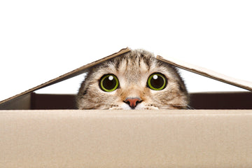 Diamond Paintings - Cat In The Box