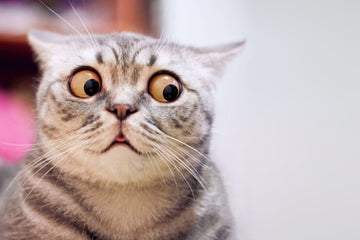 Diamond Paintings - Cat With A Surprised Look