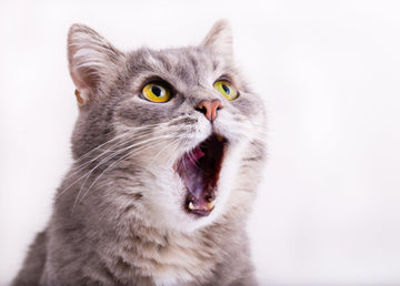 Diamond Paintings - Cat With Open Mouth