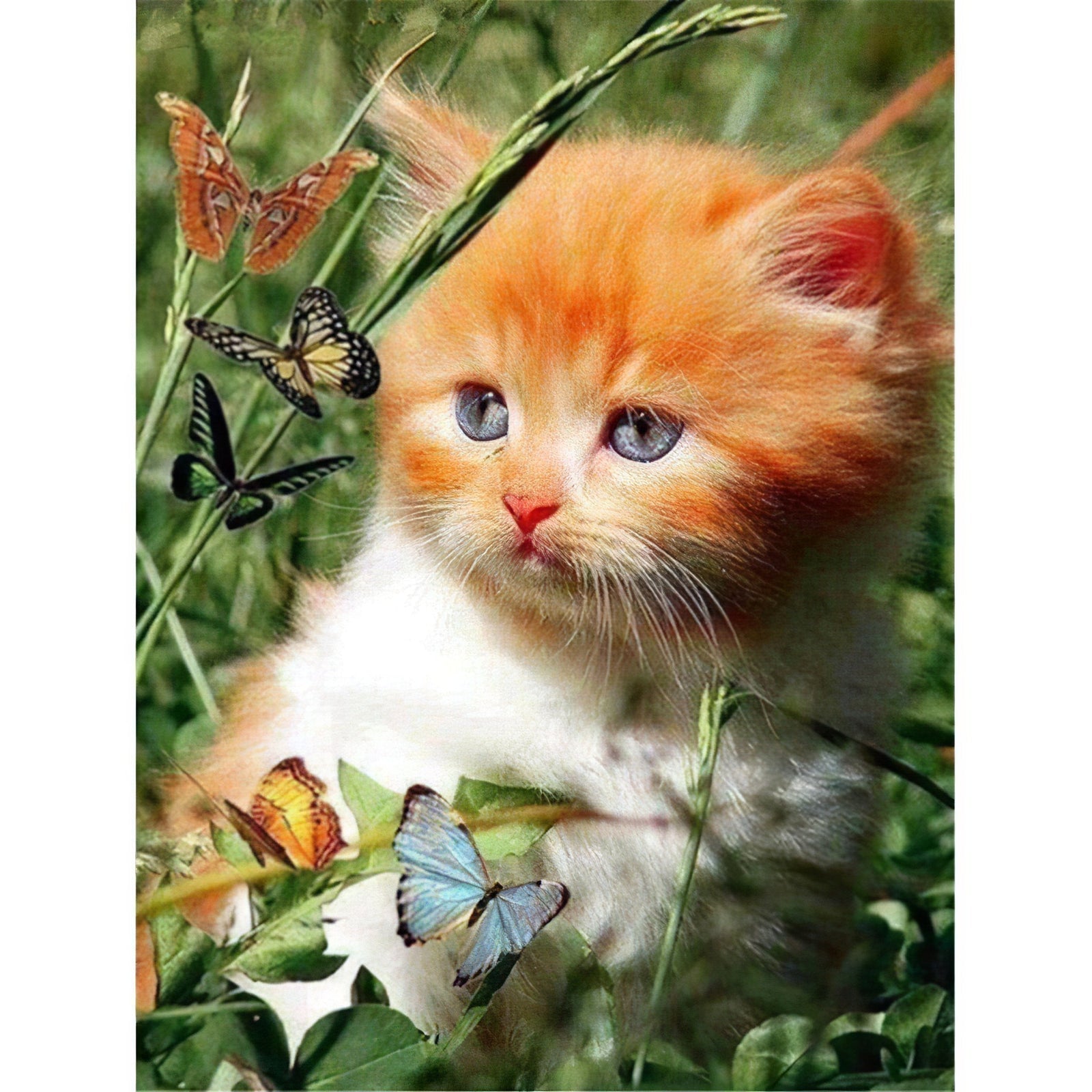 Diamond Paintings - Cat and Butterfly