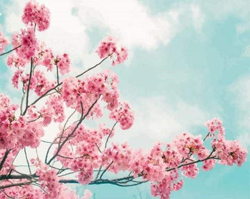 Paint by Numbers Kit - Cherry tree