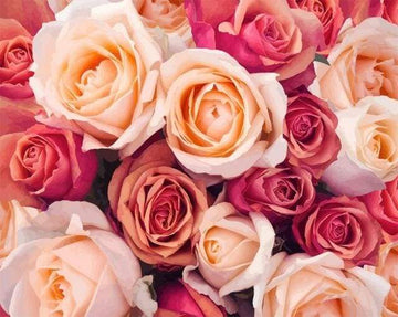 Paint by Numbers Kit - Color Orange Peach Roses