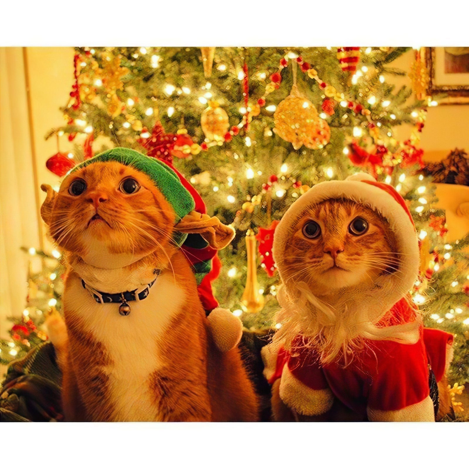 Diamond Paintings - Cute Cat Of Christmas