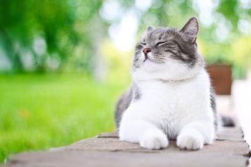 Diamond Paintings - Cute Cat Playing Outside