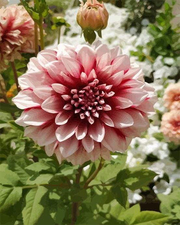 Paint by Numbers Kit - Dahlia Flower