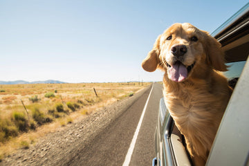 Diamond Paintings - Dog Travelling In Car