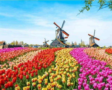 Paint by Numbers Kit - Dutch Windmill Flowers
