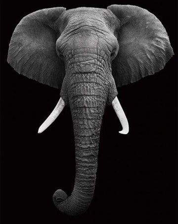 Paint by Numbers Kit - Elephant White And Black