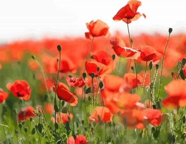 Paint by Numbers Kit - Field of Red Poppies
