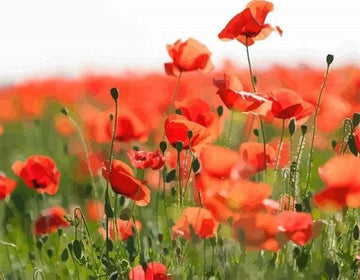 Paint by Numbers Kit - Field of Red Poppies