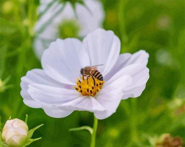 Paint by Numbers Kit - Flower Bees