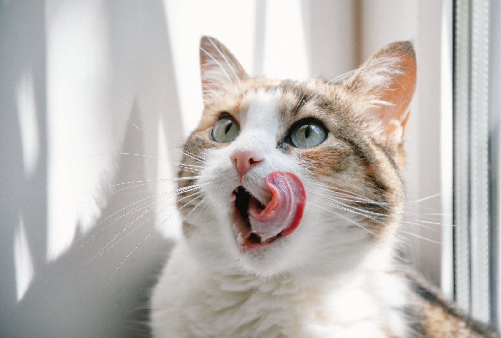 Diamond Paintings - Funny Cat