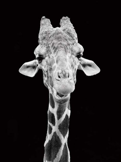 Paint by Numbers Kit - Giraffe Black And White Portrait