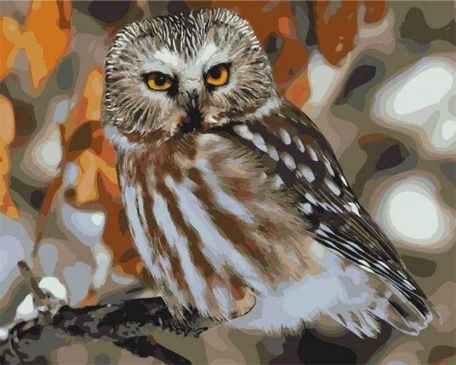 Paint by Numbers Kit - Gray Owl