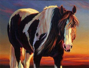 Paint by Numbers Kit - Horse Black And White