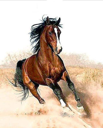 Paint by Numbers Kit - Horse in full swing
